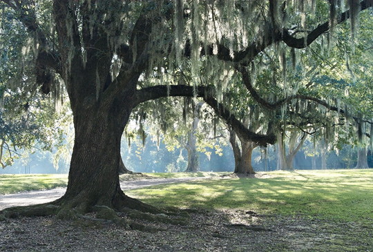 Tree with moss.jpg